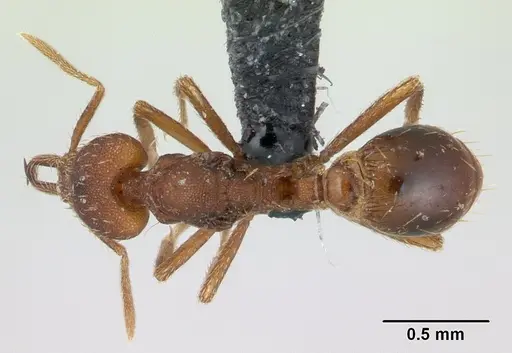 Strumigenys scotti - CASENT0137237