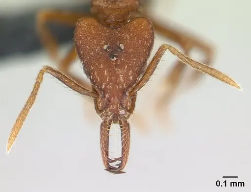 Strumigenys scotti - CASENT0137237