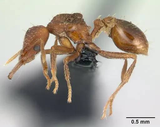 Strumigenys scotti - CASENT0137237