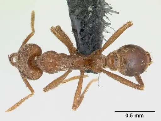 Strumigenys scotti - CASENT0137525