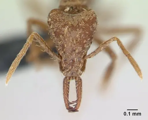 Strumigenys scotti - CASENT0137525