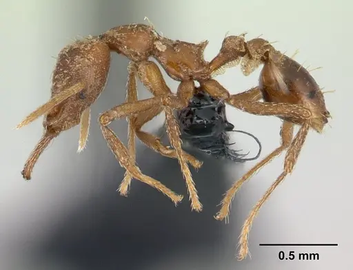 Strumigenys scotti - CASENT0137525