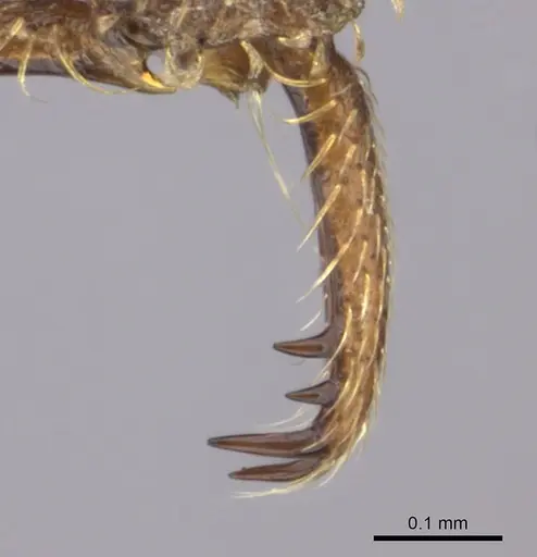 Strumigenys scotti - CASENT0137546