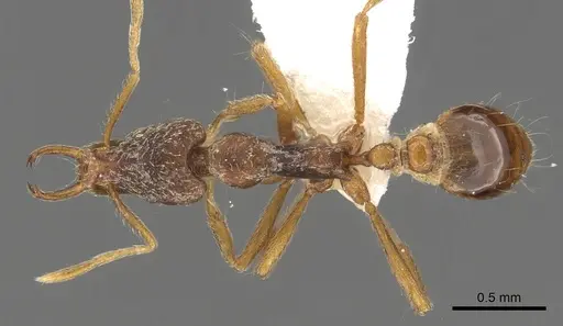 Strumigenys segrex specimen