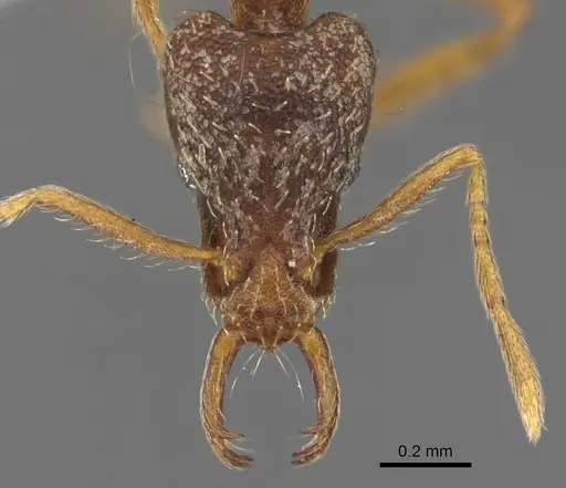 Strumigenys segrex specimen