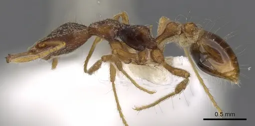 Strumigenys segrex specimen