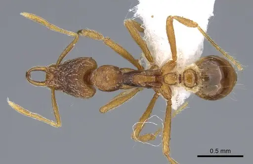 Strumigenys segrex - CASENT0914869