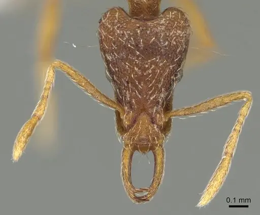 Strumigenys segrex - CASENT0914869