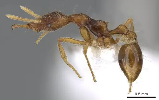 Strumigenys segrex - CASENT0914869