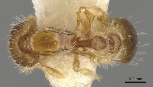 Strumigenys semicompta specimen