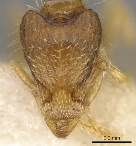 Strumigenys semicompta specimen