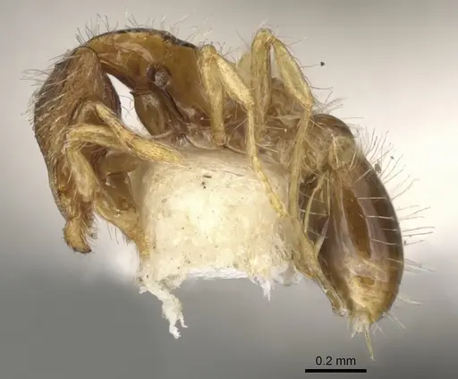 Strumigenys semicompta specimen