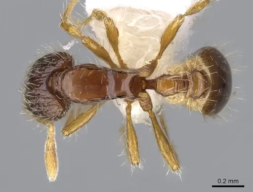 Strumigenys semicompta - CASENT0914629