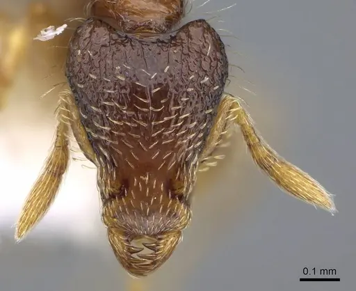 Strumigenys semicompta - CASENT0914629