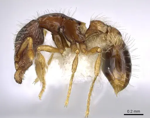 Strumigenys semicompta - CASENT0914629