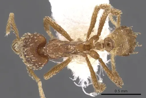 Strumigenys semicrypta specimen