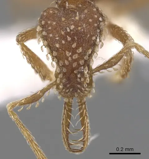 Strumigenys semicrypta specimen