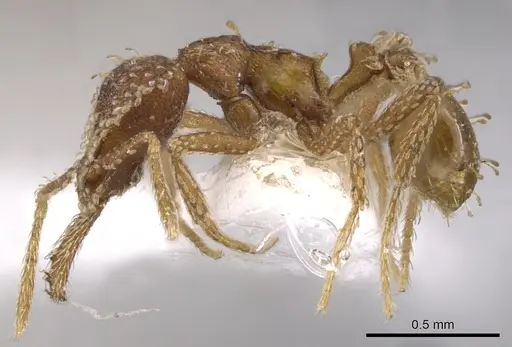 Strumigenys semicrypta specimen