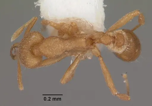 Strumigenys separa specimen