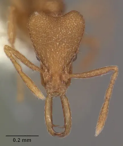 Strumigenys separa specimen