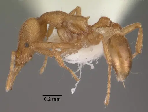 Strumigenys separa specimen