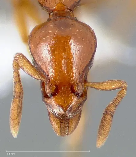 Strumigenys serket specimen