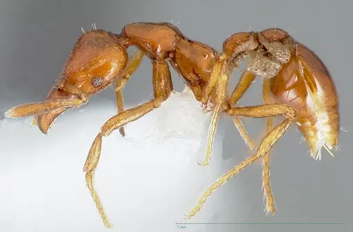 Strumigenys serket specimen