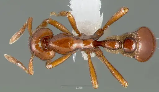 Strumigenys serket - CASENT0005994