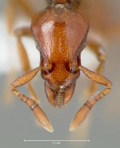 Strumigenys serket - CASENT0005994