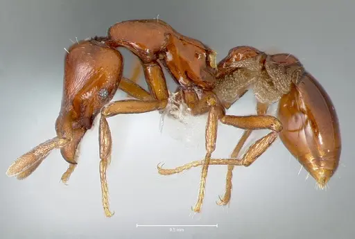 Strumigenys serket - CASENT0005994