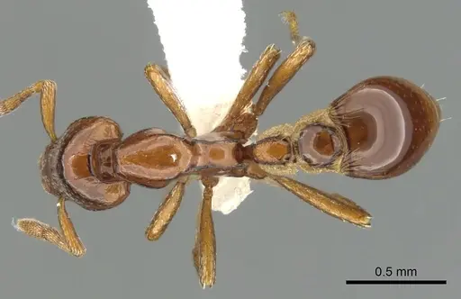 Strumigenys serket - CASENT0900037