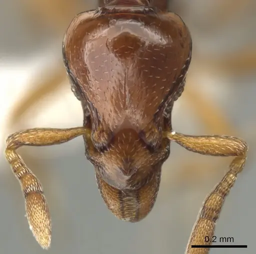 Strumigenys serket - CASENT0900037