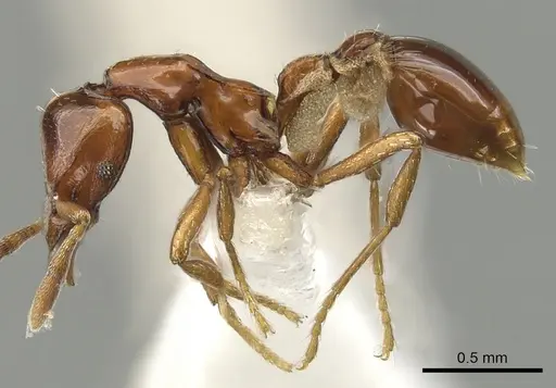 Strumigenys serket - CASENT0900037