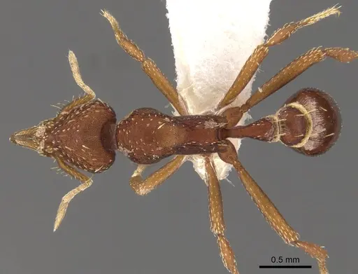 Strumigenys serradens specimen