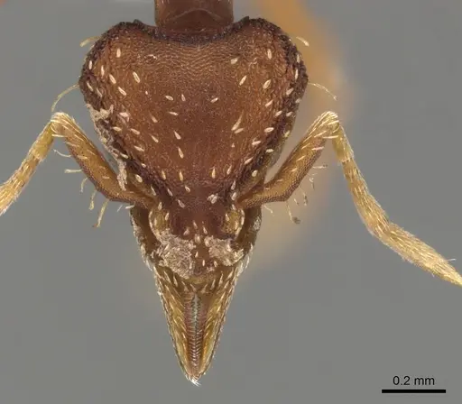 Strumigenys serradens specimen