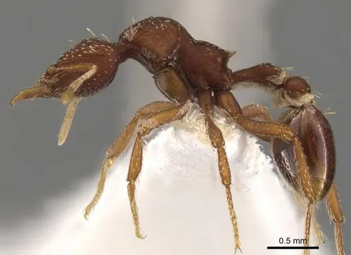 Strumigenys serradens specimen