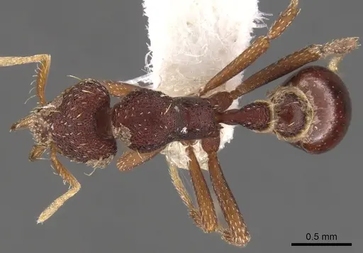 Strumigenys serraformis specimen