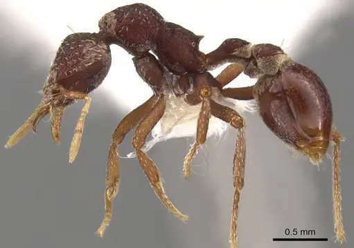 Strumigenys serraformis specimen