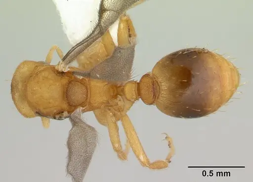 Strumigenys serrula specimen