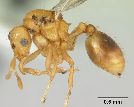 Strumigenys serrula specimen