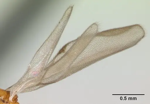 Strumigenys serrula - CASENT0178316