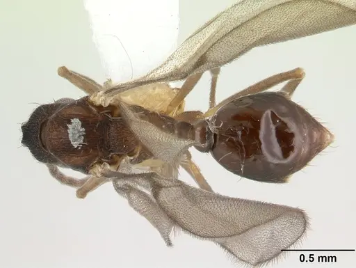 Strumigenys serrula - CASENT0178317