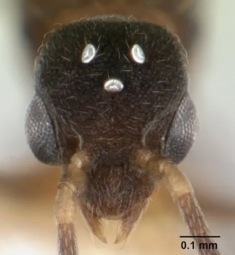 Strumigenys serrula - CASENT0178317