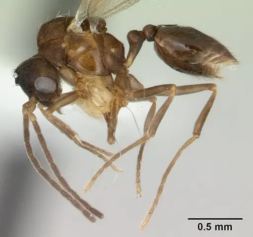 Strumigenys serrula - CASENT0178317