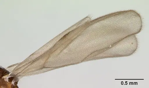 Strumigenys serrula - CASENT0178317