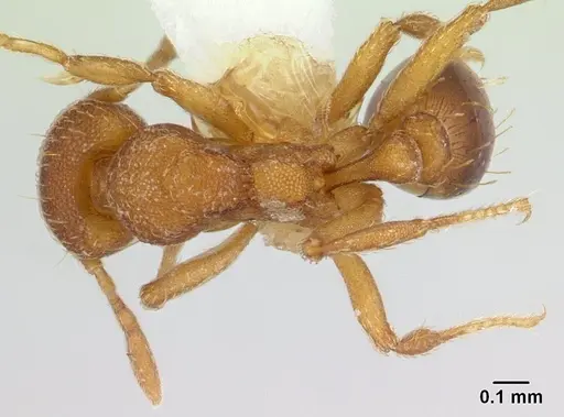 Strumigenys serrula - CASENT0178318