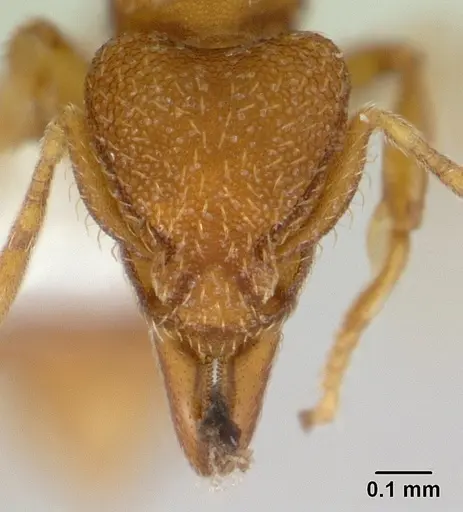 Strumigenys serrula - CASENT0178318