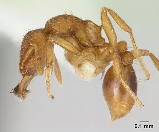 Strumigenys serrula - CASENT0178318