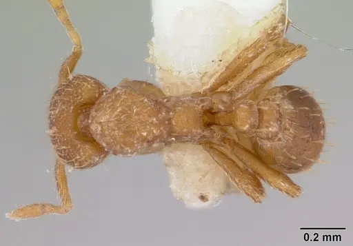 Strumigenys serrula - CASENT0178319