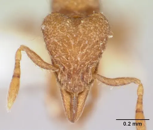 Strumigenys serrula - CASENT0178319